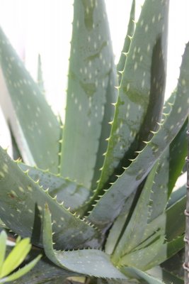 Aloe vera - aloe pravá